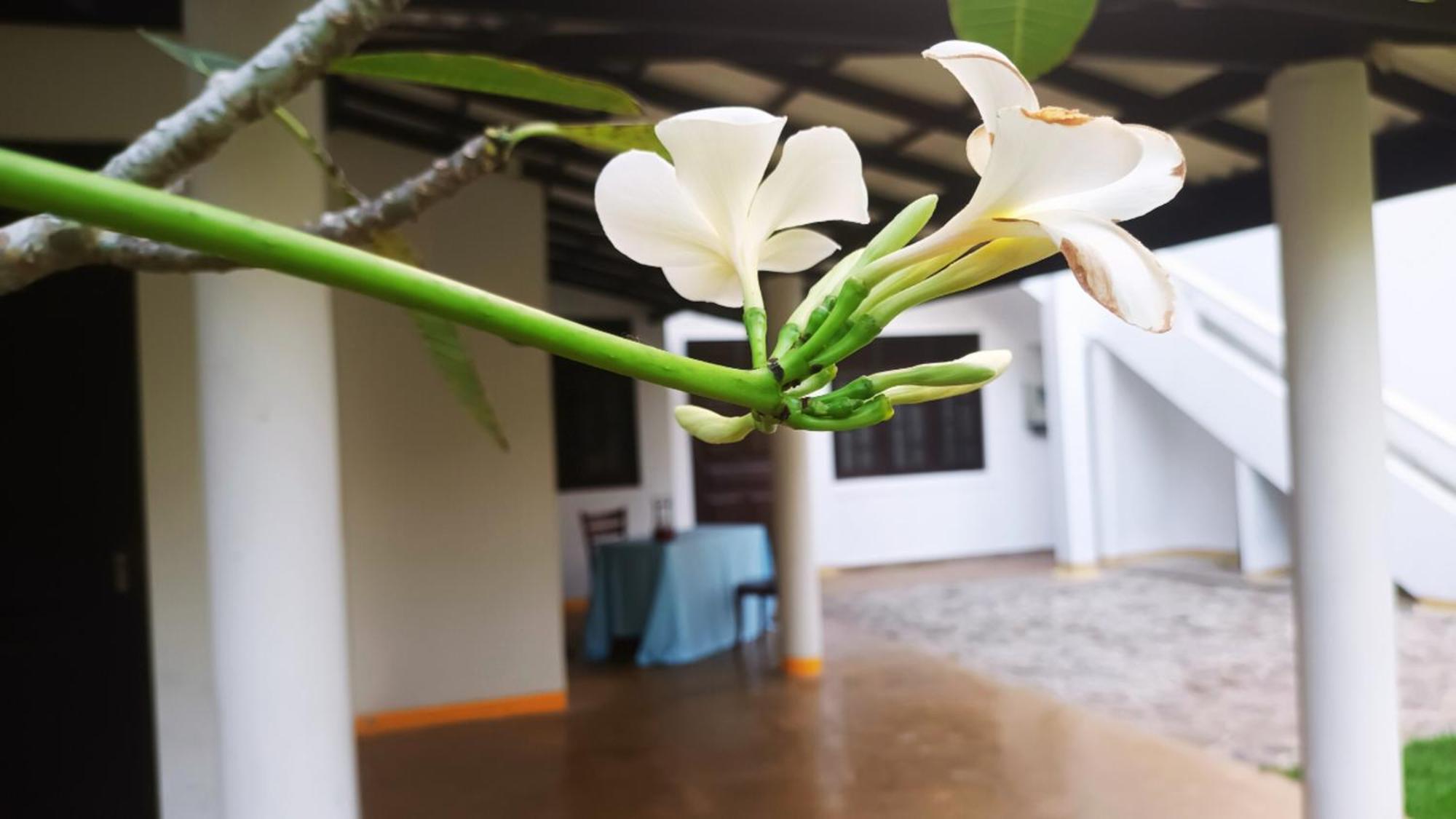 Greenery Lanka Villa Унаватуна Екстериор снимка